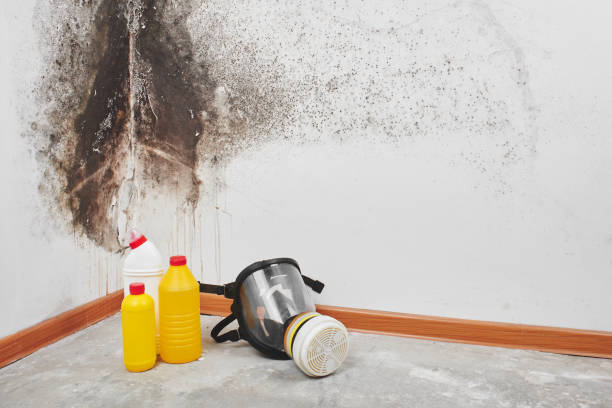 Best Localized Mold Remediation (e.g., coastal areas, humid climates) in Ilchester, MD